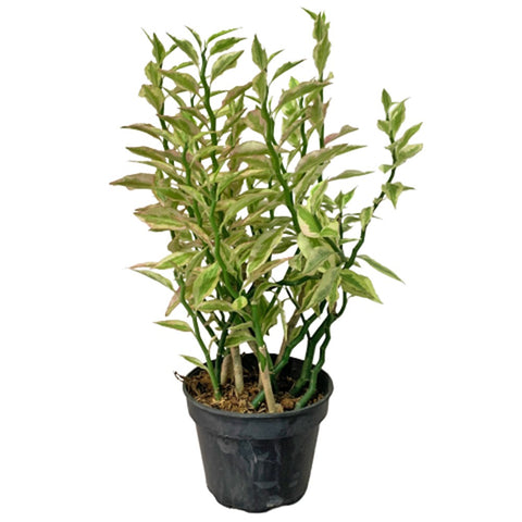 Euphorbia Tithymaloides