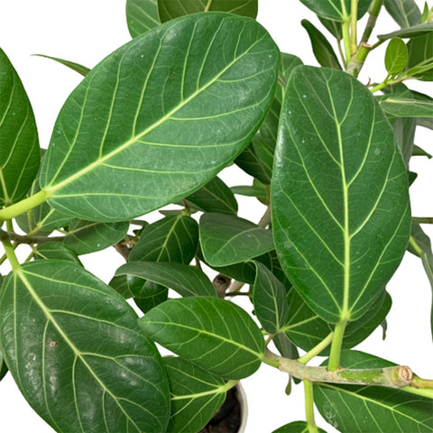 Ficus Altissima (JAPAN)