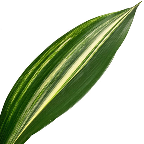 Aspidistra Elatior 縞葉蘭 シマ ハ ラン Variegated (JAPAN)