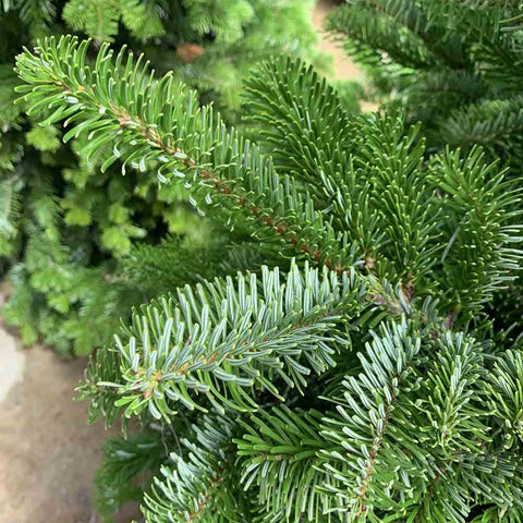 (2026) 4-5ft NOBLE FIR Live Christmas Tree