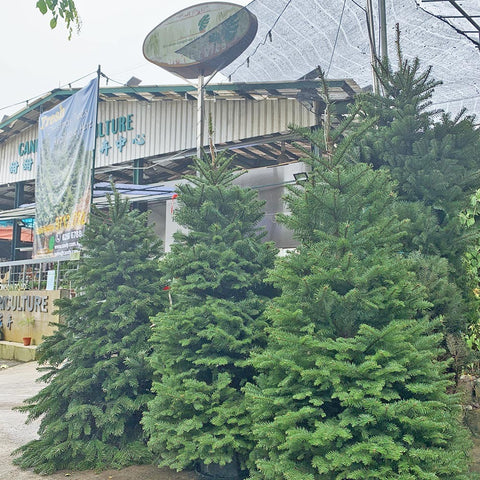 NOBLE FIR [6-7ft] Live Christmas Tree