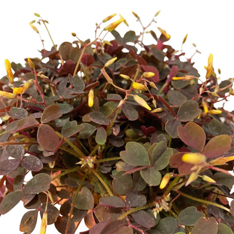 Oxalis Vulcanicola 'Zinfandel'