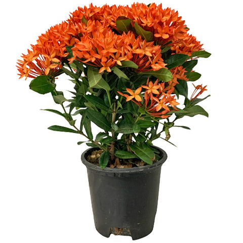Ixora (West Indian Jasmine)