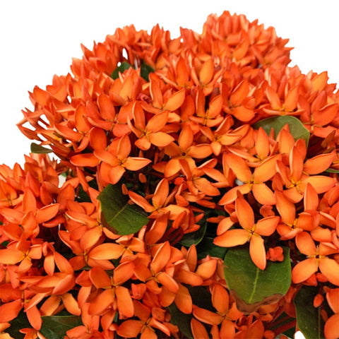 Ixora (West Indian Jasmine)
