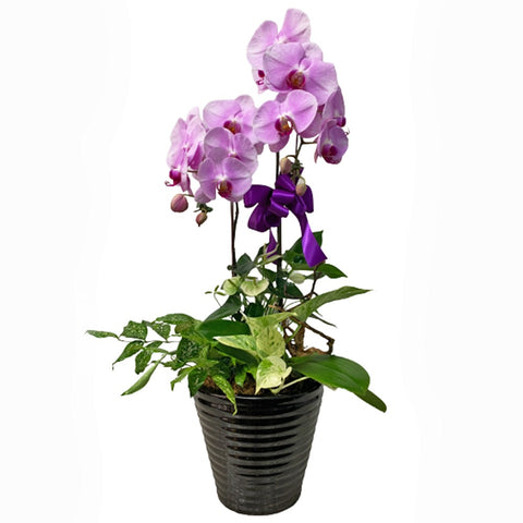 Phalaenopsis Orchid Centerpiece (3593)