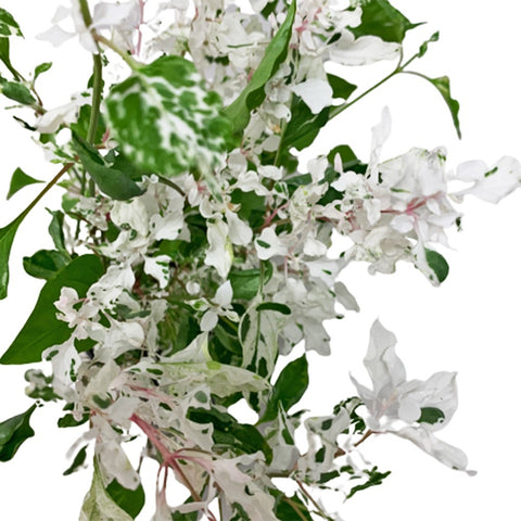 Alternanthera Ficoidea 'Snow in the Mountain'