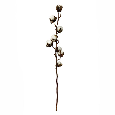 Preserved Cotton Flower (Gossypium Hirsutum)