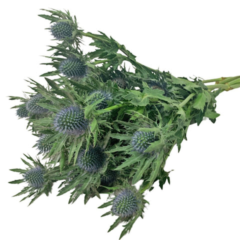 Freshcut Eryngium (Eryngos)