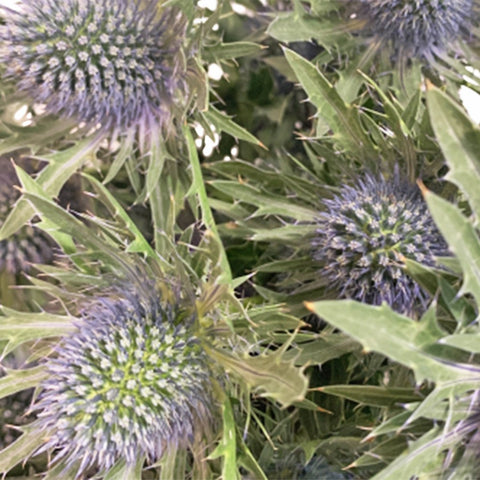 Freshcut Eryngium (Eryngos)