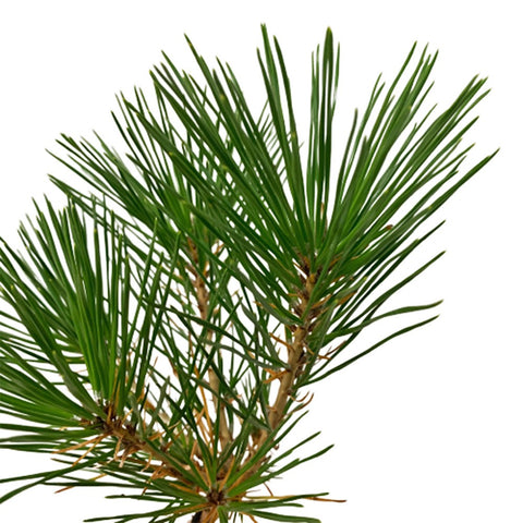Japanese Black Pine 三河黑松 Pinus Thunbergii JAPAN