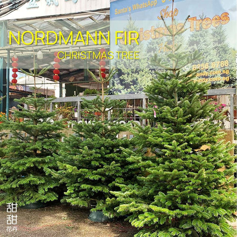 (2026) 4-5ft NORDMANN FIR Live Christmas Tree