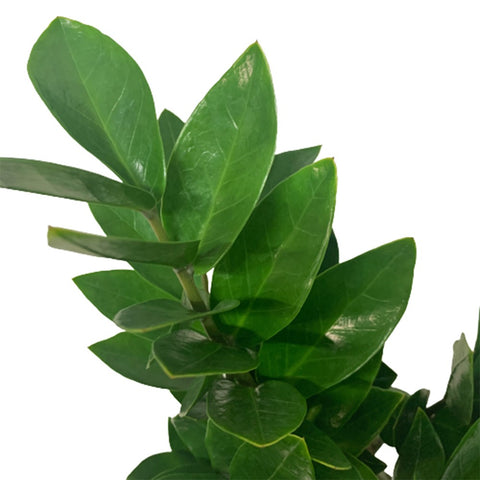 Zamioculcas Zamiifolia 金钱树 (Zanzibar Gem)
