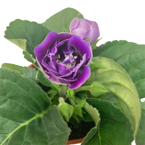 Gloxinia