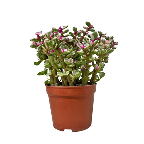 Crassula Marginata 景天树 Jade Plant