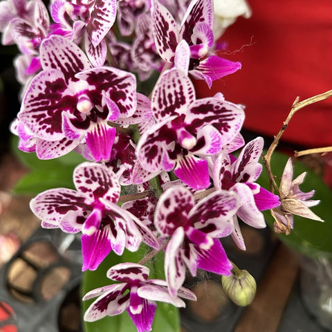 Phalaenopsis Orchid in a Gift Box 蝴蝶兰