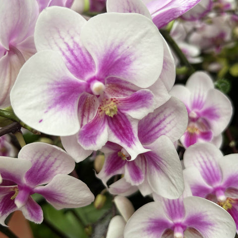 Phalaenopsis Orchid in a Gift Box 蝴蝶兰
