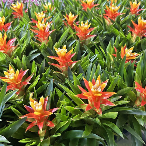 Mini Guzmania Lingulata (Pineapple Flowers)