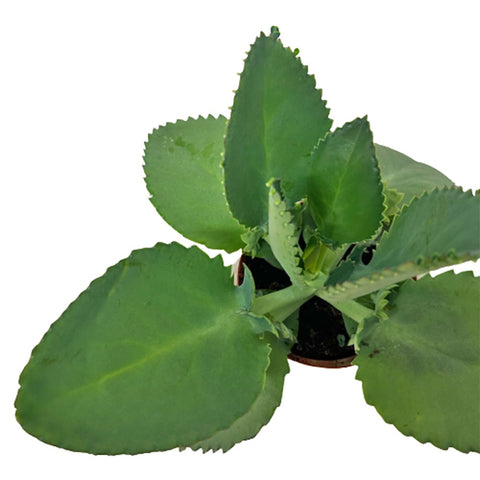Bryophyllum Daigremontiana (Mother Of Thousands)