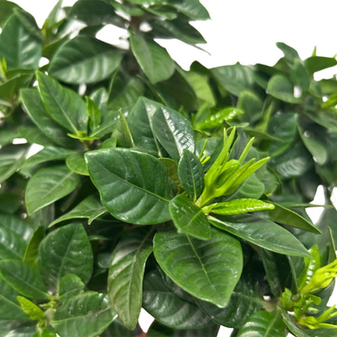 Gardenia Jasminoides (Cape Jasmine)
