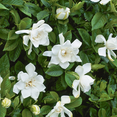 Gardenia Jasminoides (Cape Jasmine)