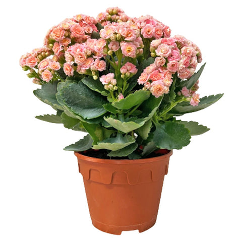 Kalanchoe - PINK 长寿花