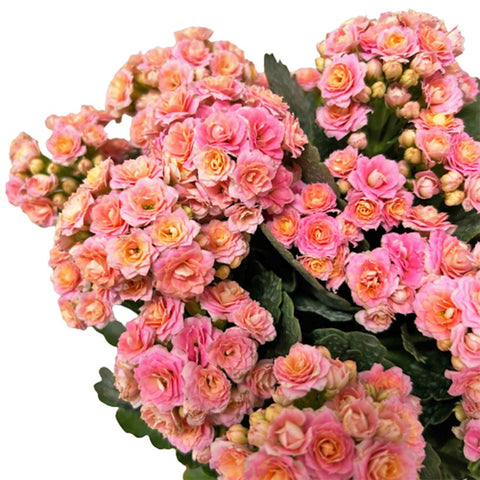 Kalanchoe - PINK 长寿花
