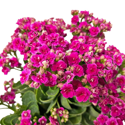 Kalanchoe - SHOCKING PINK 长寿花