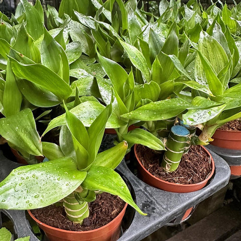 Potted Lucky Bamboo (Dracaena Compacta)