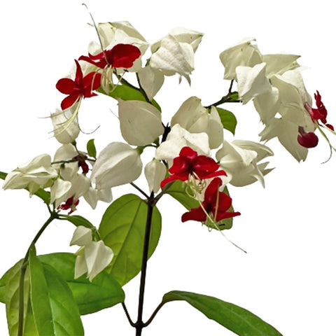 Clerodendrum Thomsonea (Bleeding Heart Vine)