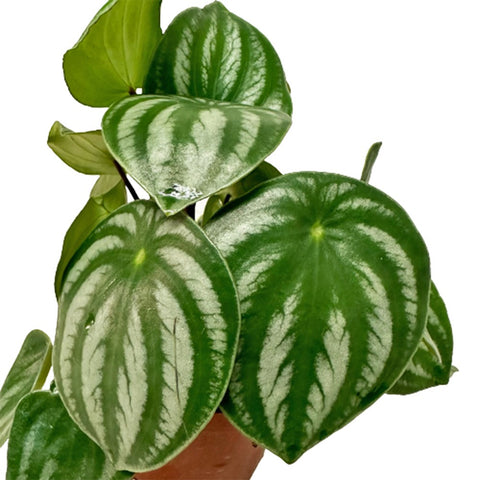 Peperomia Argyreia (Peperomia Watermelon)
