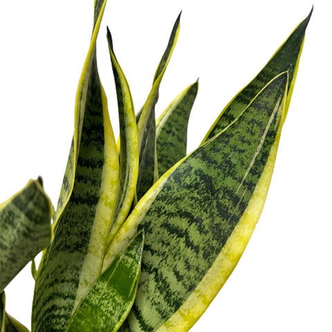 Sansevieria Trifasciata Laurentii
