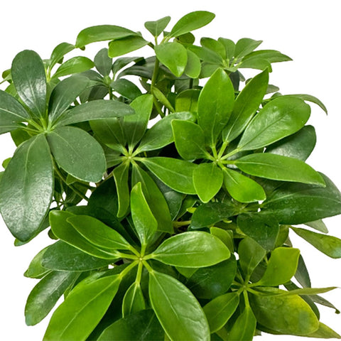 Schefflera Arboricola (Gold Capella Umbrella)