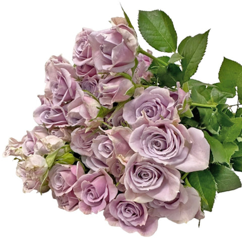 FreshCut Rose Spray