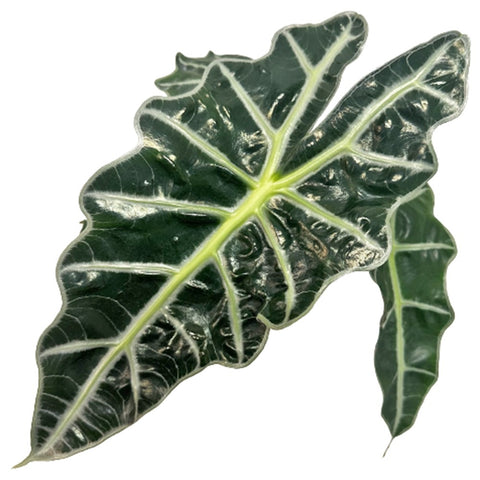Alocasia Amazonica
