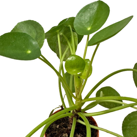 Peperomia Polybotrya ‘Raindrop’