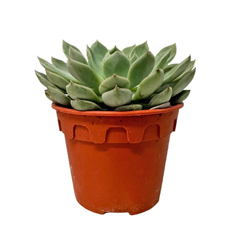 Echeveria