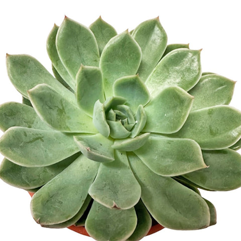 Echeveria