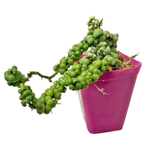 Dischidia (Dragon Jade)