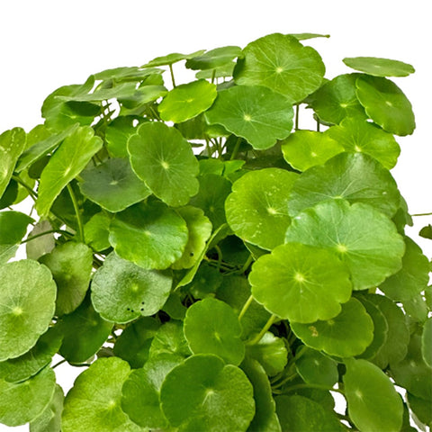 Hydrocotyle Vulgaris (Copper Coin)