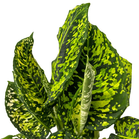 Dieffenbachia Cheetah (Dumbcane)