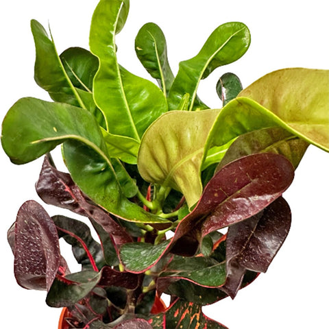 Croton 'Black Thai' (Codiaeum Variegatum)