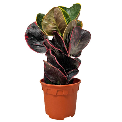 Croton 'Thai Busarin' (Codiaeum Variegatum)