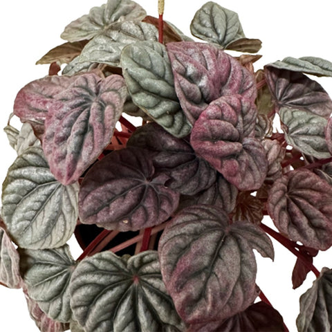 Peperomia Caperata Emerald