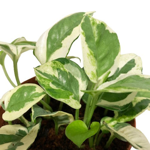 Epipremnum Njoy (Money Plant)