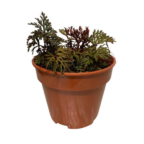 Selaginella Erythropus 'Sanguinea'