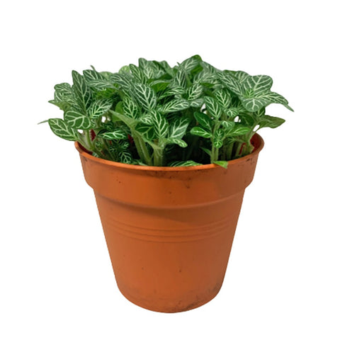 Fittonia Albivenis (Mosaic Plant)