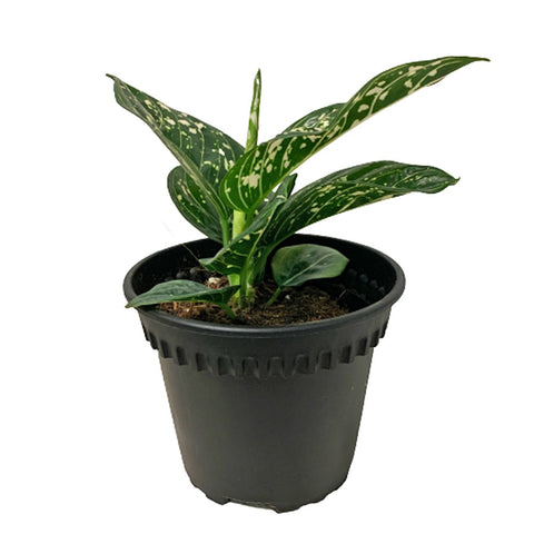 Aglaonema 'Siti'