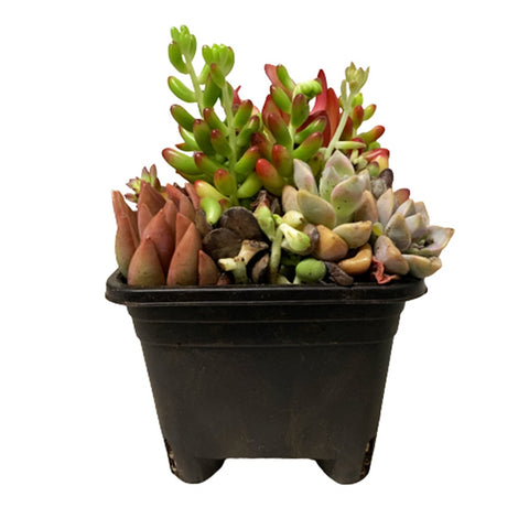 Crassula Capitella (Assorted)