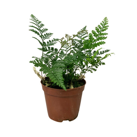 Davallia fejeensis Fern (Rabbit's Foot)