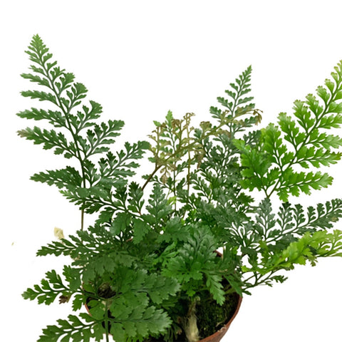 Davallia fejeensis Fern (Rabbit's Foot)